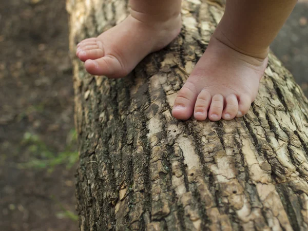 Los pies de bebé están de pie en una rama de árbol . —  Fotos de Stock