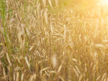 gün batımında sarı çim.