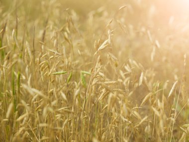 gün batımında sarı çim.