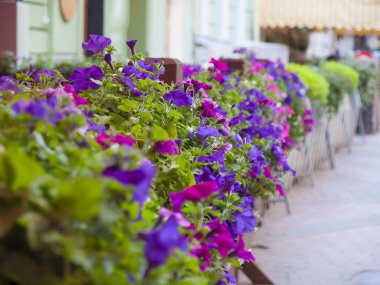 çiçek açan Petunya.