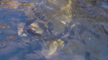 Alabalık havuzda ağır çekimde yüzüyor. Sudaki balıklar.