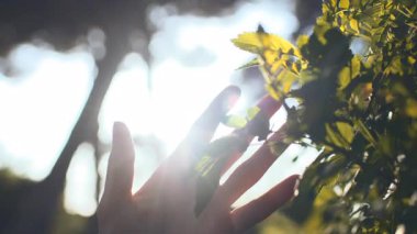 Güneş ışınları bir kızın elinin parmaklarından geçer. El bir çalılığın yapraklarına dokunur. Huzur konsepti ve...