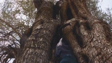 Bir çocuk ağaca tırmanır. Çocuk yaşlı bir zeytin ağacının ortasına tırmandı. Mutlu bir çocukluk.