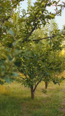 dikey video. Elma bahçesi, bahçede meyve ağaçları, kırsal, bahçe mevsimi, sıralı ağaçlar ve yeşil çimenler olan çiftlik.