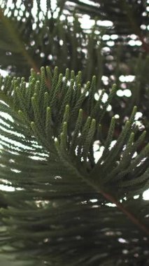 Dikey çekim. Araucaria şubeleri. Kozalağın yeşil iğnelerine yakın çekim. Bir şehir fabrikası..