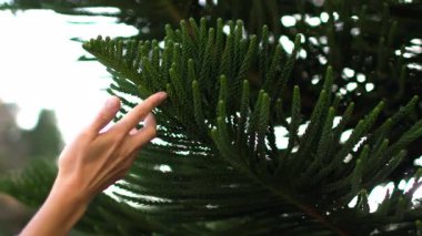 Bir kadın eli nazikçe araucaria dalına dokunur. Kız ağaç dalına dokunmayı seviyor, güzelliğini ön plana çıkarıyor.