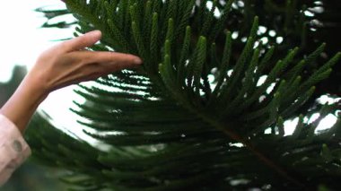 Bir kız bir ağaç dalına dokunmaktan zevk alır ve çevresine karşı güzelliğini vurgular. Bir el bir araucaria 'ya dokunur