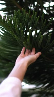 dikey video. Bir kız bir ağaç dalına dokunmaktan zevk alır ve çevresine karşı güzelliğini vurgular. Bir el dokunur