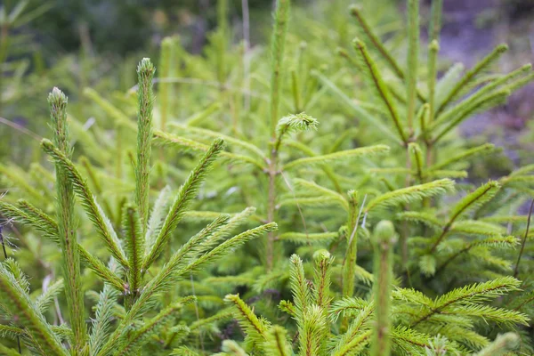 Rami di giovani alberi . — Foto Stock