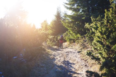 Bir sırt çantası ile turistik bir orman iz üzerinde olduğunu.