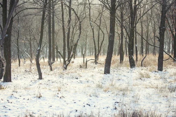 Снегоочистка в лесу . — стоковое фото
