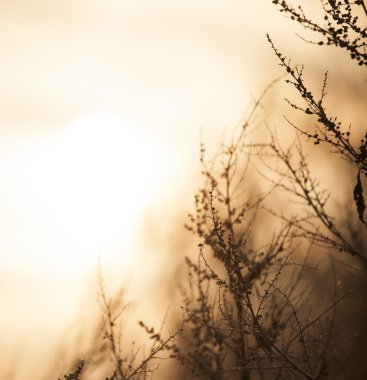 Kuru ot ve arka plan bulanıklık.