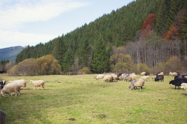 Otlakta otlayan koyunlar.