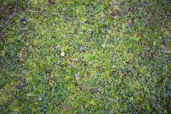 The lawn is covered with old faded grass.