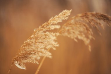 Sürgünler bitkilerle şube.