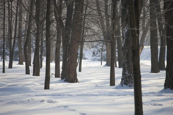 Las w śniegu. — Zdjęcie stockowe