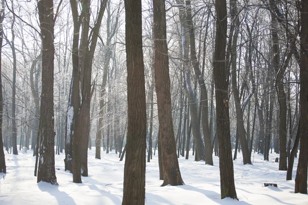 Las w śniegu. — Zdjęcie stockowe