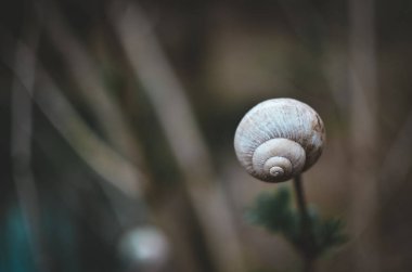 Doğada bir salyangoz, bir ağaçta