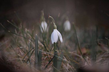 Bahçedeki kardamlaları