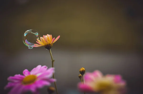 Burbuja Una Flor — Foto de Stock