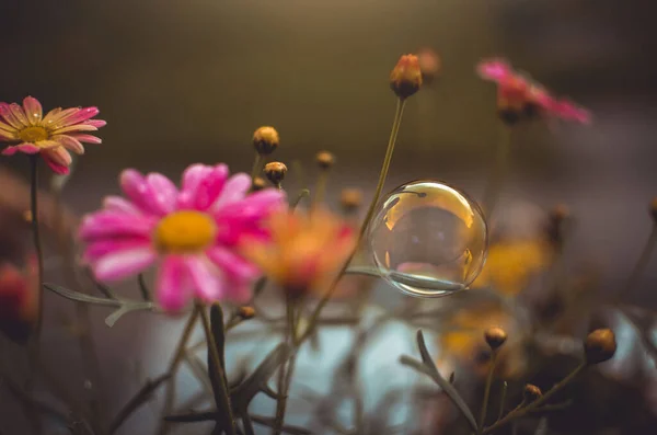 Burbuja Una Flor — Foto de Stock