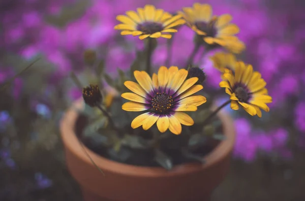 Fleur Jaune Dans Pot — Photo