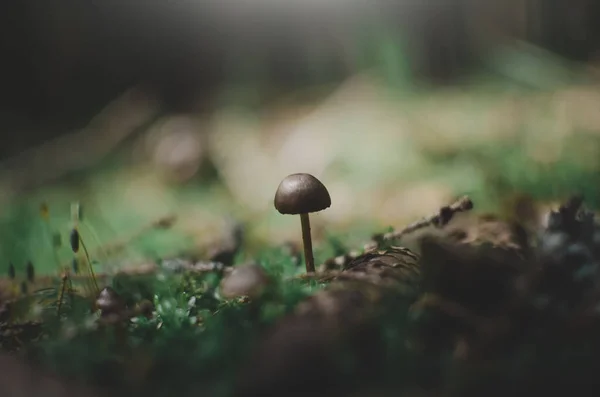 Champignon Dans Bois — Photo