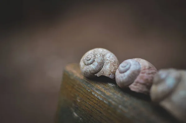 壳体蜗牛的本质 — 图库照片