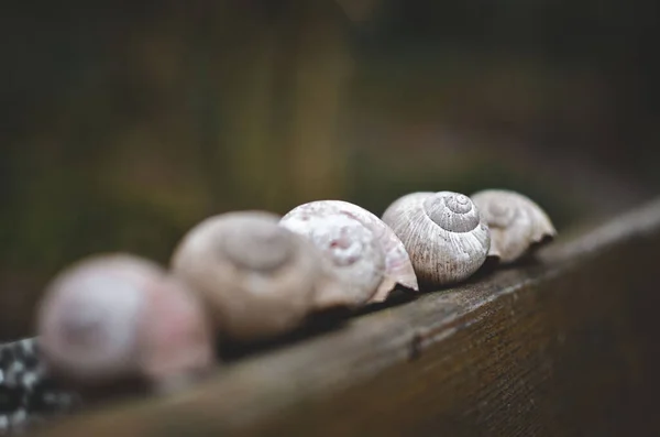 Escargot Coquille Dans Nature — Photo