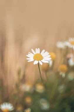 Tarlada beyaz papatya