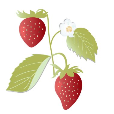 Böğürtlen, çiçek ve çilek yapraklı dal