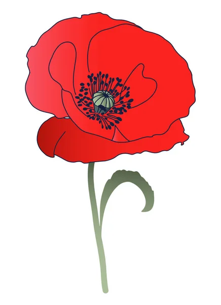 Poppy rouge isolé dans un vecteur — Image vectorielle