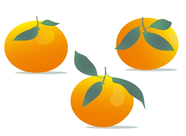 Des mandarines. Illustration vectorielle sur fond blanc. Pour cafés, restaurants et menus, logos et icônes, fermes et marchés. — Image vectorielle