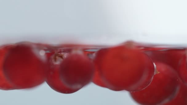 Canneberges éclaboussant dans l'eau. Mouvement lent . — Video