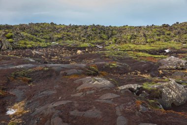İzlanda volkanik yosun manzarası