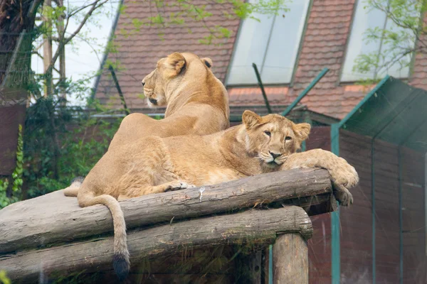 Löwen ruhen sich aus — Stockfoto