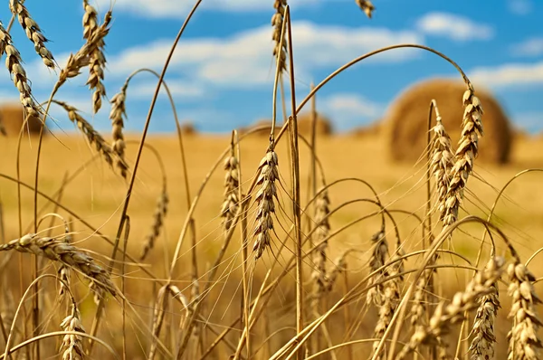 Espigas doradas de trigo — Foto de Stock