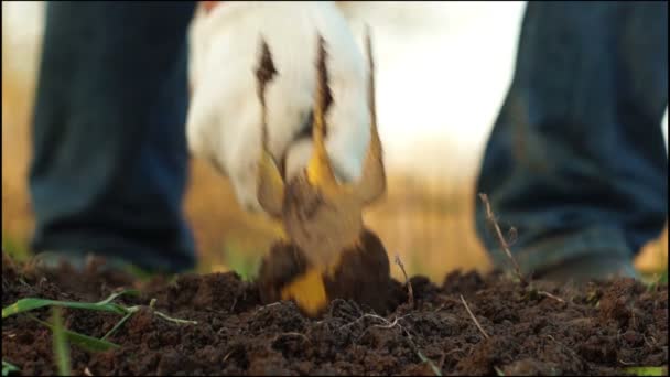 Plantarea răsadurilor de căpșuni — Videoclip de stoc