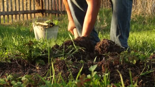 Man digging garden beds — Stock Video