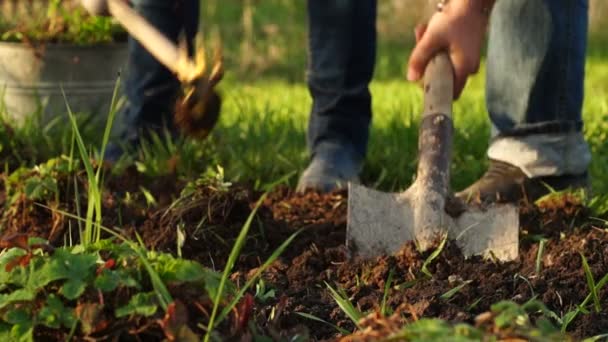 Casal cavando camas de jardim — Vídeo de Stock