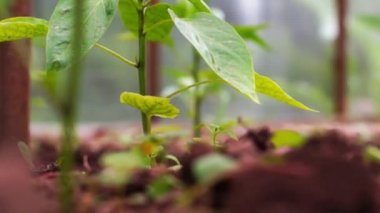 Biber serada büyüyen lahanası