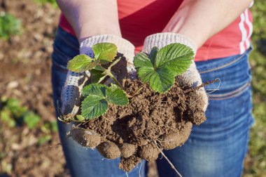 Bir çilek fide tutan eller