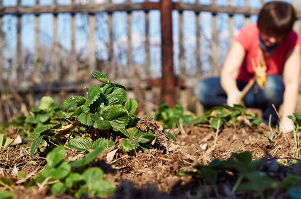 Middelbare leeftijd vrouw wieden van de aardbei bedden — Stockfoto