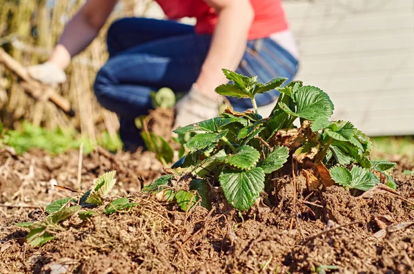 Mujer de mediana edad desmalezando las camas de fresa — Foto de Stock