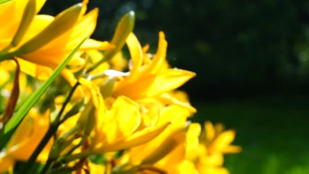 Yellow daylilies in front of country house — Stock Video