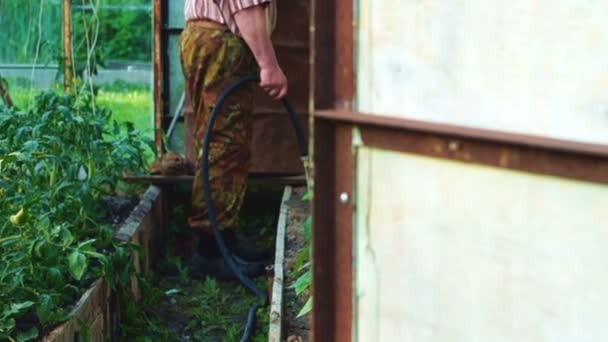 Чоловік поливає розсаду овочів у теплиці — стокове відео