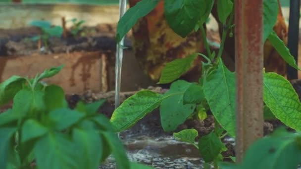 Man watering the seedlings of vegetables in the greenhouse — Stock Video