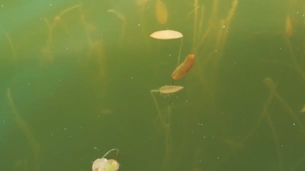 Superficie del estanque con algas y pequeños peces nadando bajo el agua — Vídeos de Stock