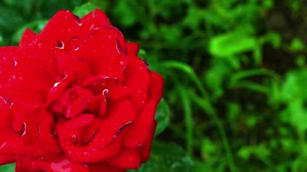 Красные розы, покрытые капельками дождя, качающиеся на ветру — стоковое видео