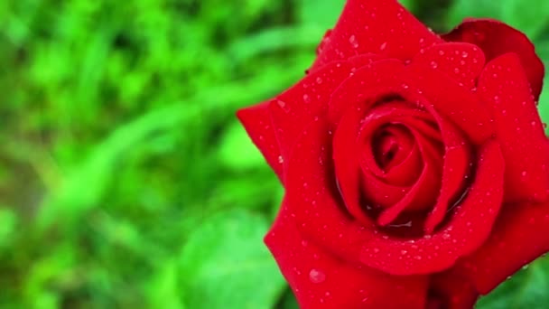 Rosas rojas cubiertas con gotas de lluvia balanceándose en el viento — Vídeos de Stock